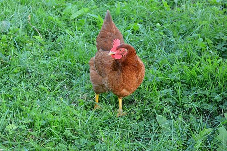 Monaghan poultry farmers urged to do everything to keep bird flu out of their flocks