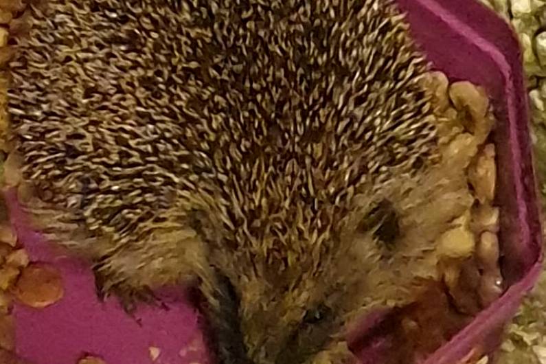 Podcast: Hedgehog Time