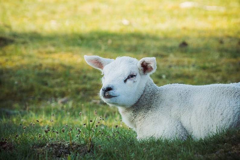 Dog owner prosecuted over sheep attack in Monaghan