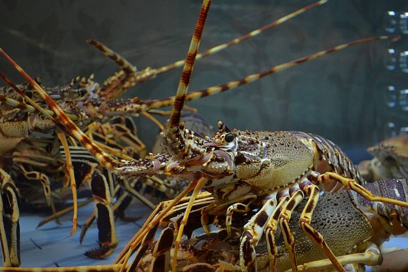 Plan to populate crayfish in Fermanagh-Monaghan lake halted due to water quality issues