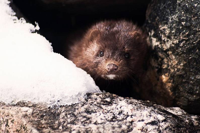 All mink on Irish farms to be culled over fears of Covid mutation