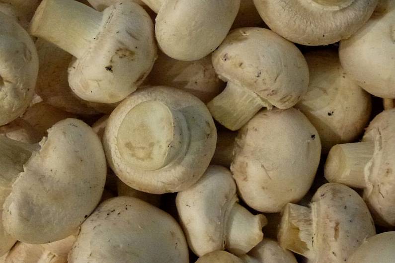 &quot;Government tokenism&quot; pushing local mushroom producers into crisis