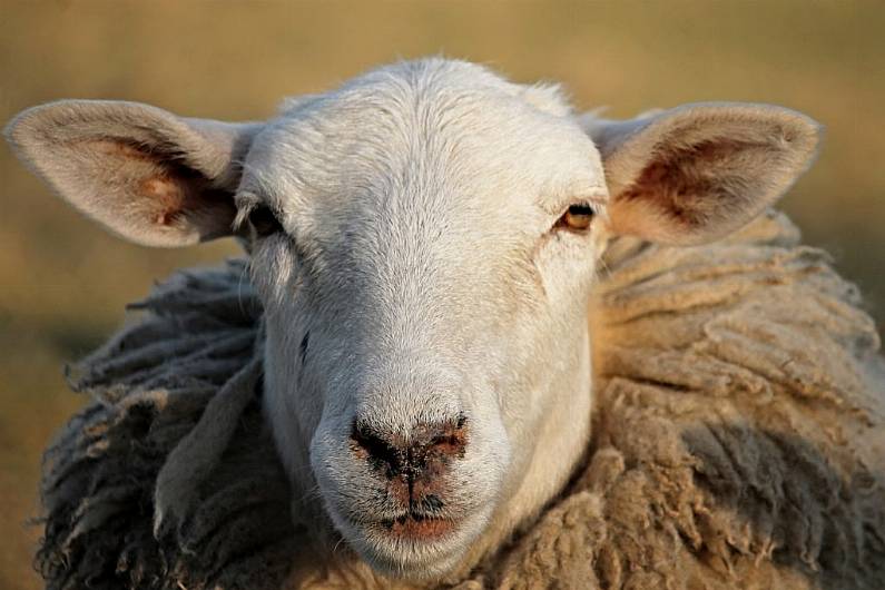 Local senator welcomes payments under the Sheep Improvement Scheme