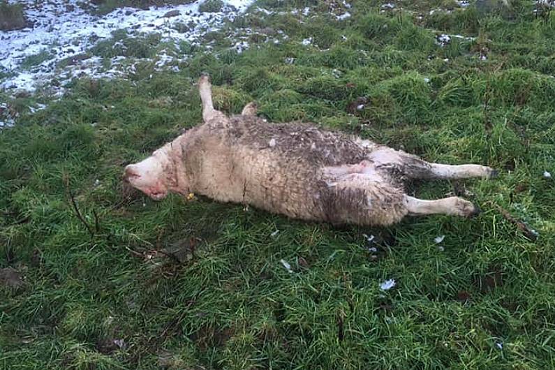 Local Senator wants serious sanctions for dog on sheep attacks