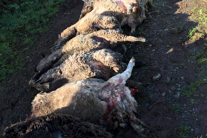 Dog owners warned they face prosecution after livestock attack