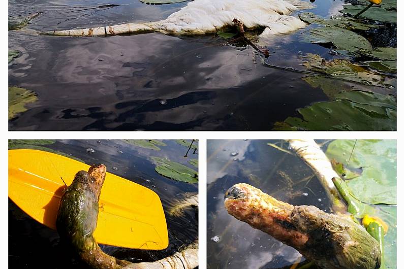 People urged to dispose of litter responsibly after death of Swan in west Cavan