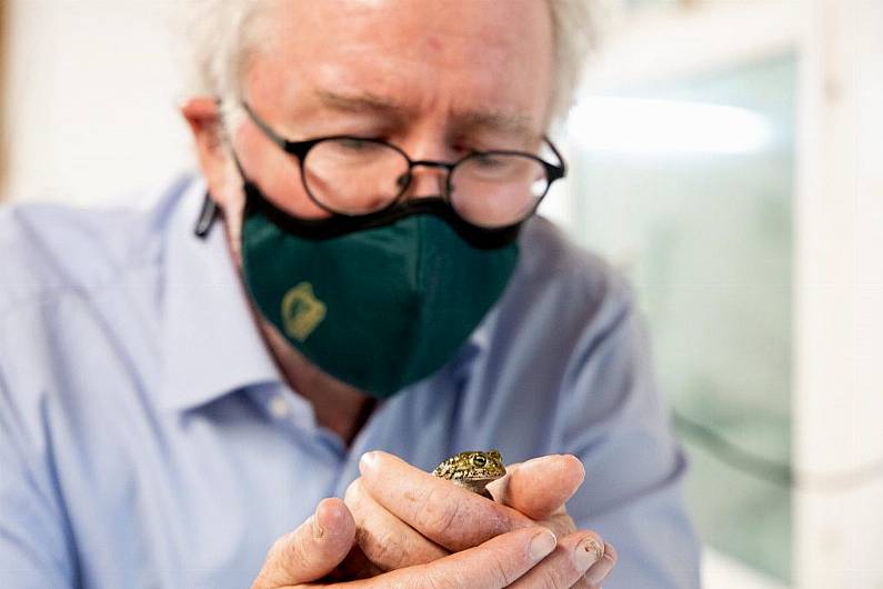 Hundreds of Natterjack toadlets released back into the wild