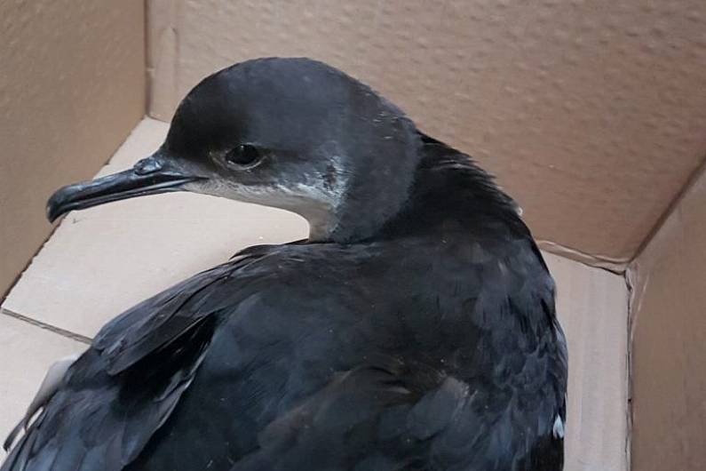 Kerry people urged to keep eye out for stranded sea birds