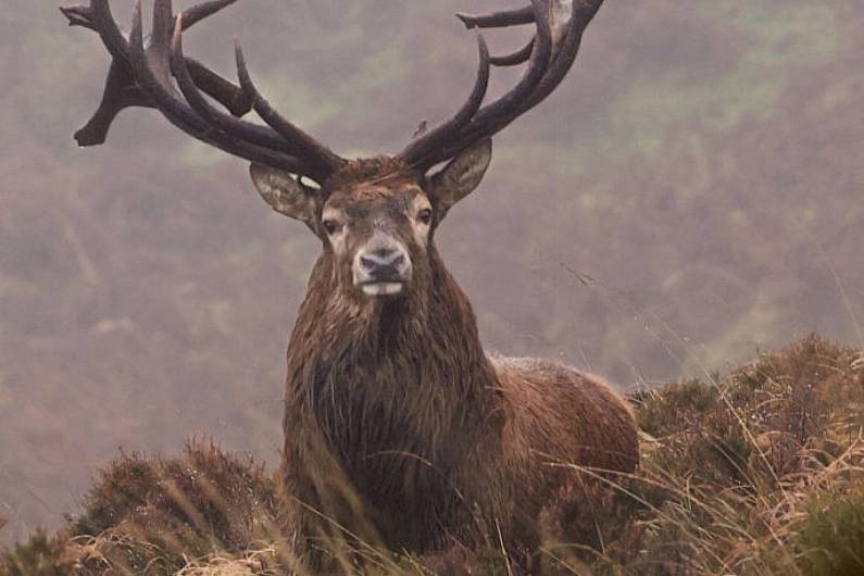 Killarney National Park Samhain Autumn Gathering takes place this weekend