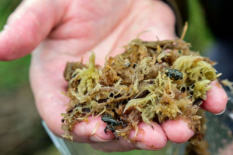 200 of Ireland&rsquo;s rarest amphibians being released in West Kerry this afternoon