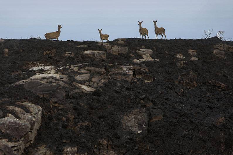 Kerry Green Party spokesperson says Killarney wildfire must be turning point