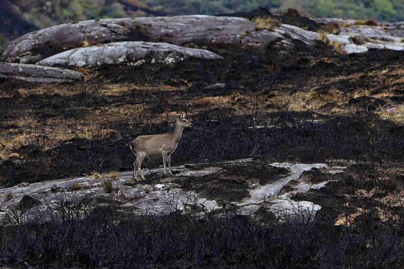 Official investigation into Killarney National Park fire nearing completion