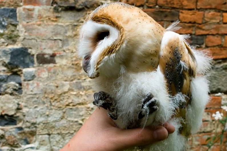 BirdWatch Ireland carrying out survey of barn owls in Kerry