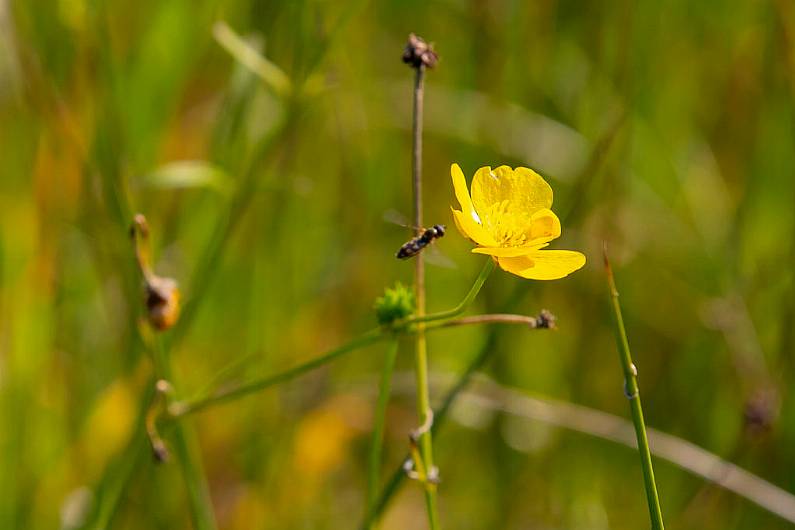 Almost &euro;100,000 awarded to local biodiversity projects in Kerry