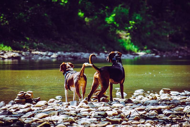 97% of Kerry dog owners carry bags for disposing of droppings