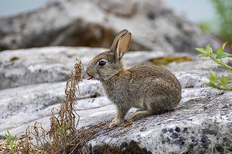 Aerial photography reveals damage caused by rabbits in South Kerry