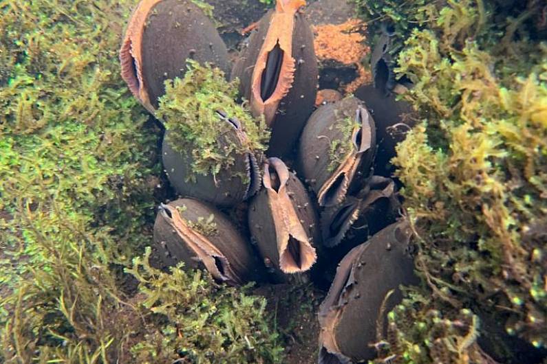 Planning permission to repair busy South Kerry bridge refused because of risks to mussels and bats