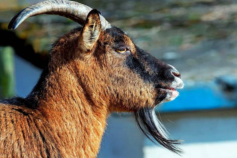 Kerry farmers whose lands are impacted by feral goats told to contact government bodies