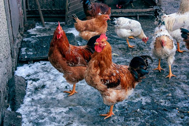 Kerry IFA animal health chair urges hen owners to register flock amid bird flu threat