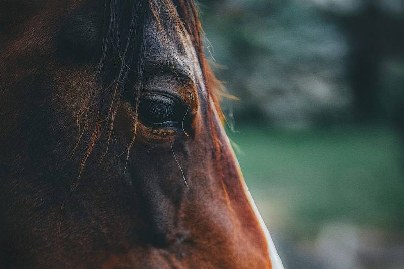 130 horses seized by Kerry County Council since 2015