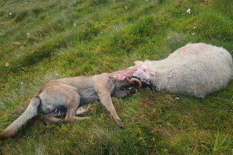 Calls for immediate action after latest horrific dog attack on sheep in West Kerry