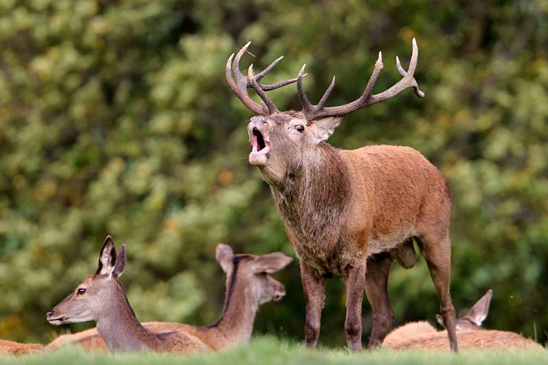 Kerry County Councillor calls for bounty to encourage people to collect dead deer from roadside