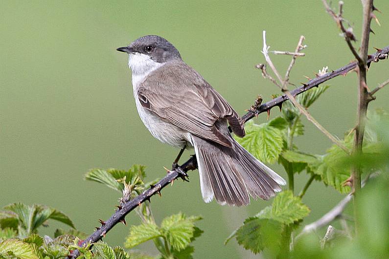 Kerry people urged to take part in annual Irish Garden Bird Survey