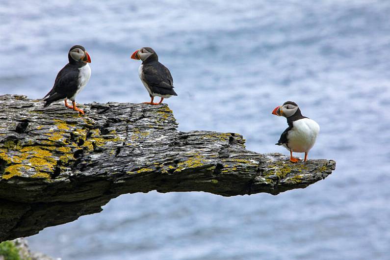 Over 8,200 puffins recorded on Skellig Michael on a single day last month