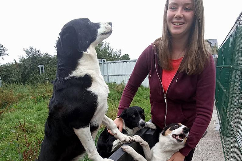 Two Kerry dog handlers representing Ireland at World Sheep Dog Trials