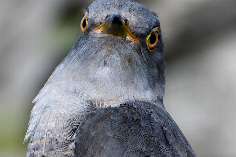 Killarney cuckoo tracked in Italy