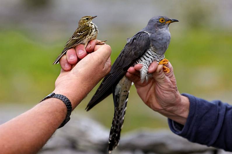 Cuckoo Tracking Project hopes to find reason behind declining bird population