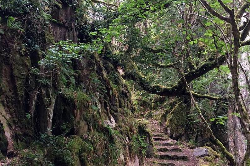 Kerry people encouraged to enjoy local forests throughout winter