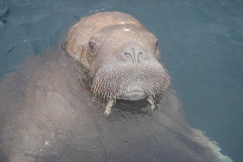 Valentia walrus seen off Waterford coast