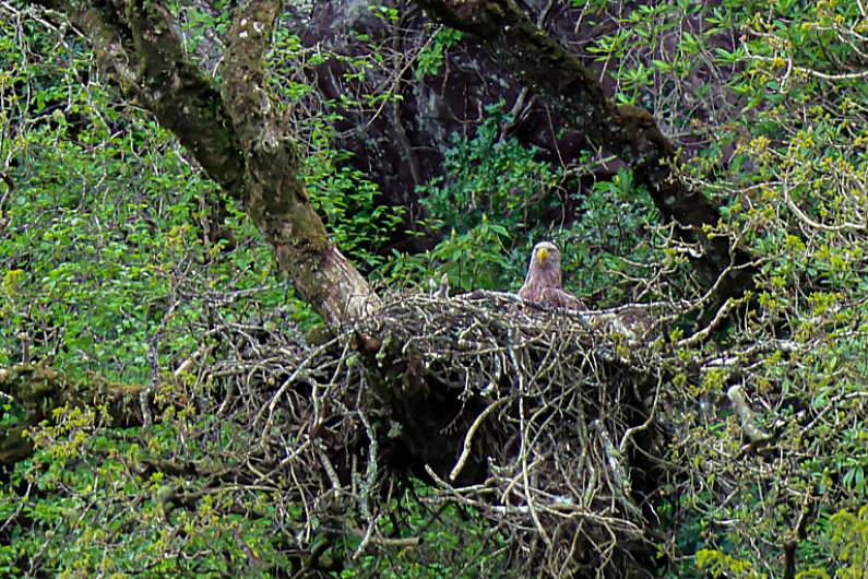 White-tailed eagles nesting in Killarney National Park