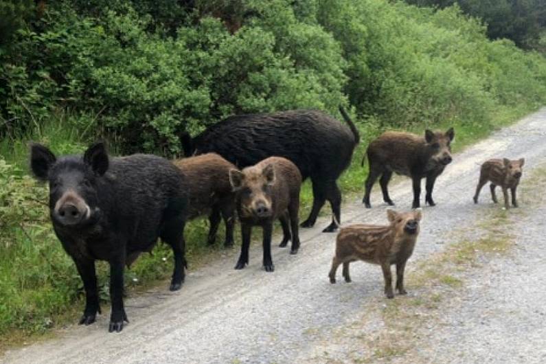 Wild boar were free of disease