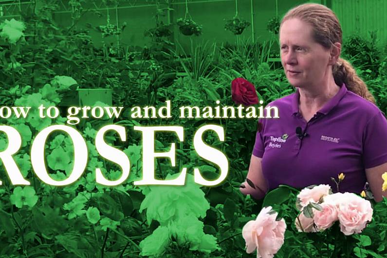 How to grow and maintain roses | The Kerry Garden Show | Episode 15