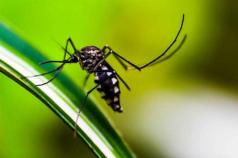 Research into bat found in Kerry identifies two new species of mosquitoes