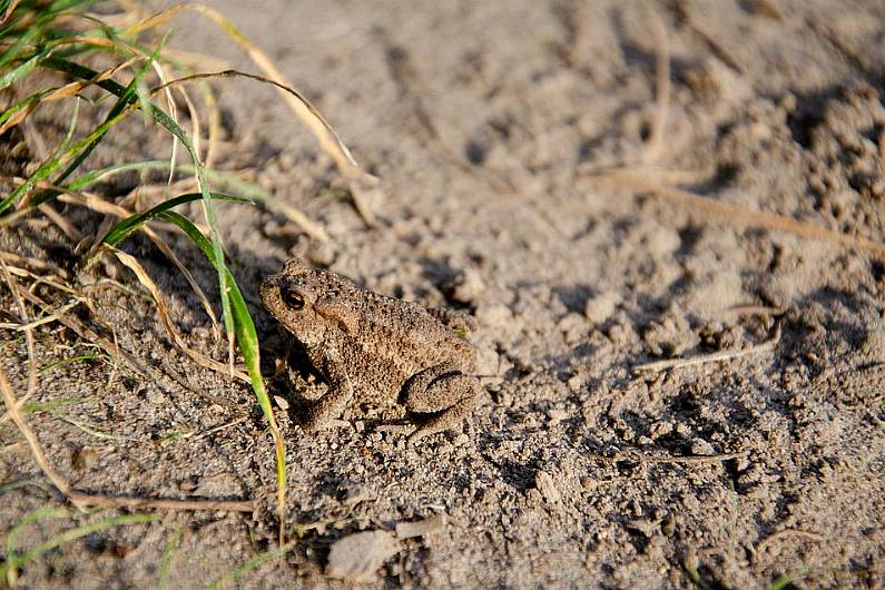 Almost 500 natterjack toadlets released in West Kerry