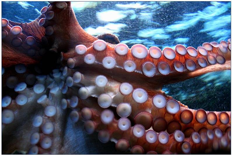 Call for large octopuses caught off Kerry coast to be reported