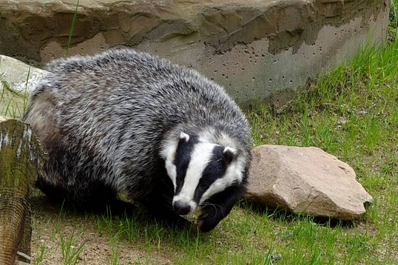 Over 160 badgers culled in Kerry so far this year