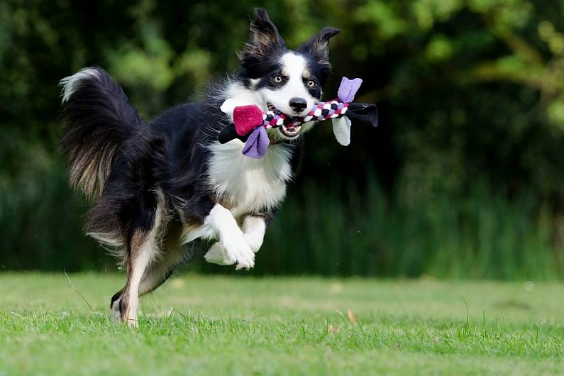 Over 3,800 dog licences issued in Kerry in first quarter of this year