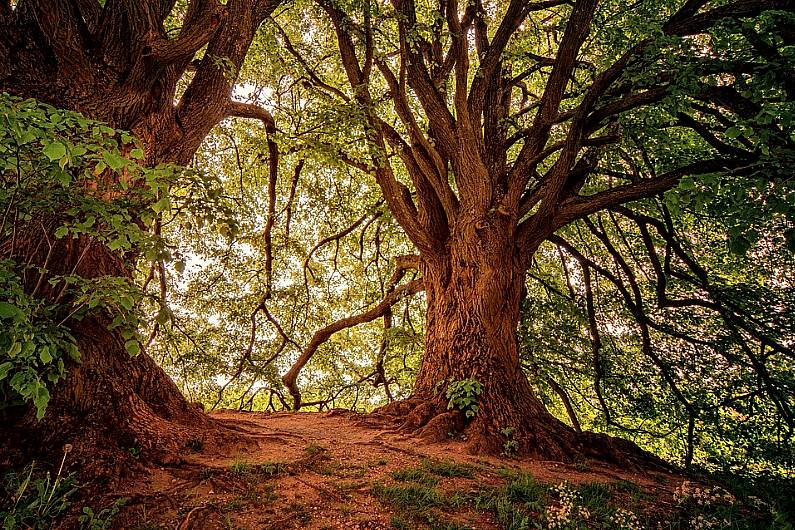 Kerry County Council says further funding would be required to enhance Collis Sandes wood walk