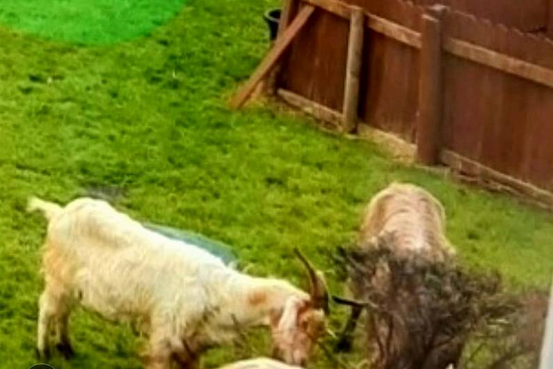 Plan underway to relocate 40 wild goats who&rsquo;re causing havoc in mid-Kerry