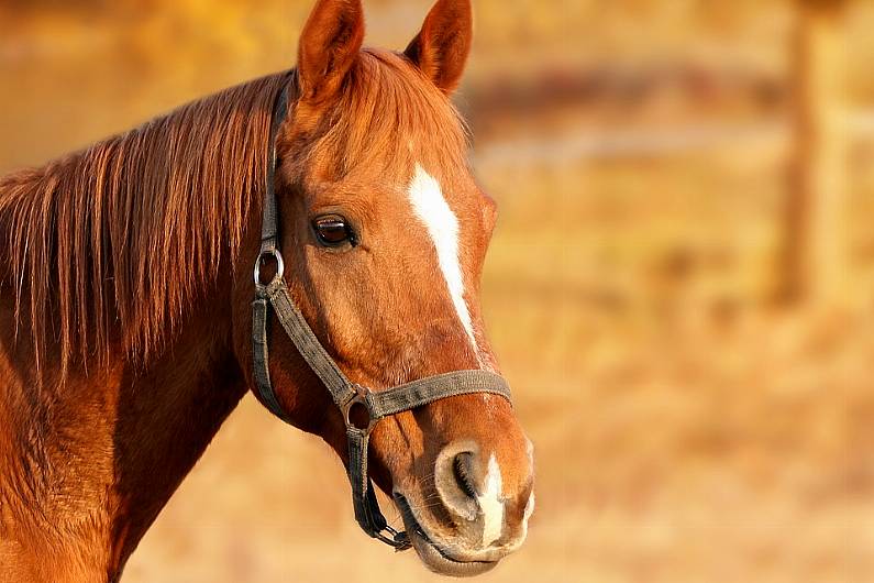 Blennerville horse and pony agricultural show cancelled