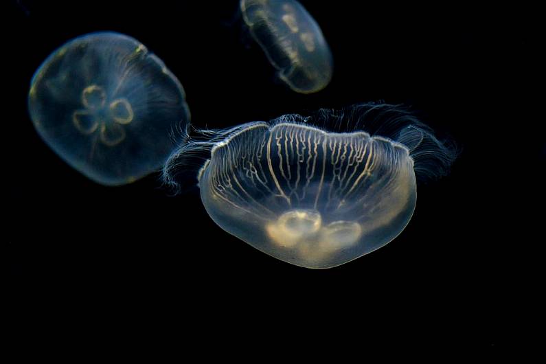 Cold weather the reason for swarms of jellyfish in North Kerry