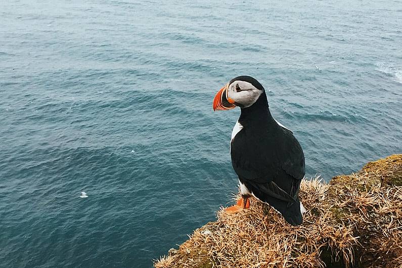 More marine protected areas needed in Kerry