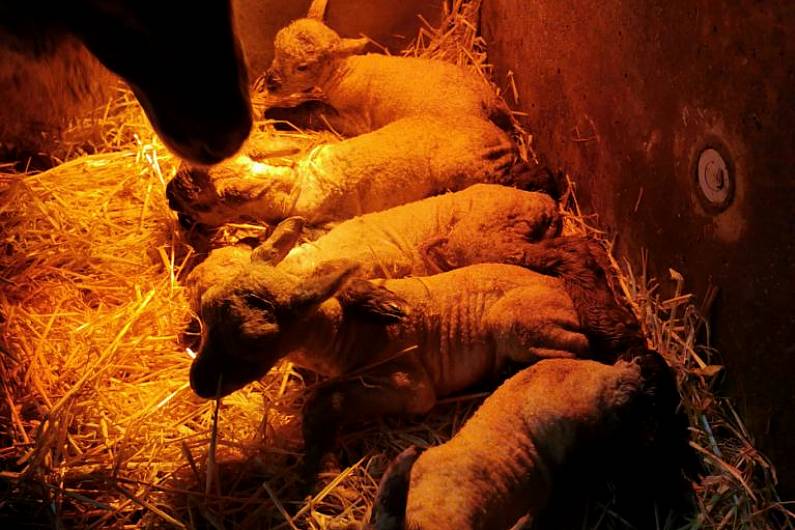 Ewe in mid Kerry gives birth to quintuplets