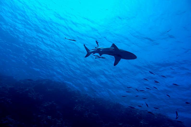 American researchers off&nbsp;Kerry coast&nbsp;hoping to record first great white shark in Irish waters