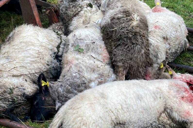 Over ten sheep killed by dogs in Killarney