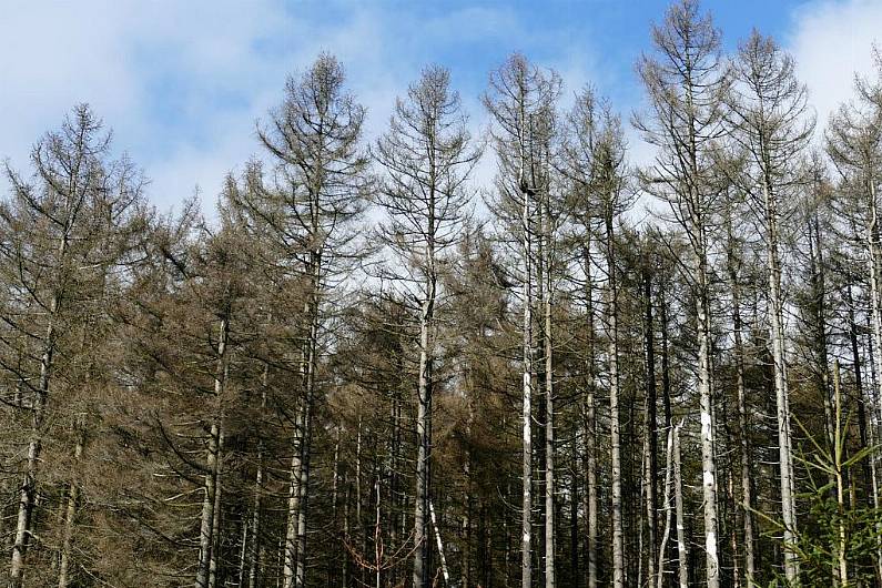 Afforestation payments&nbsp;fall in Kerry over last decade